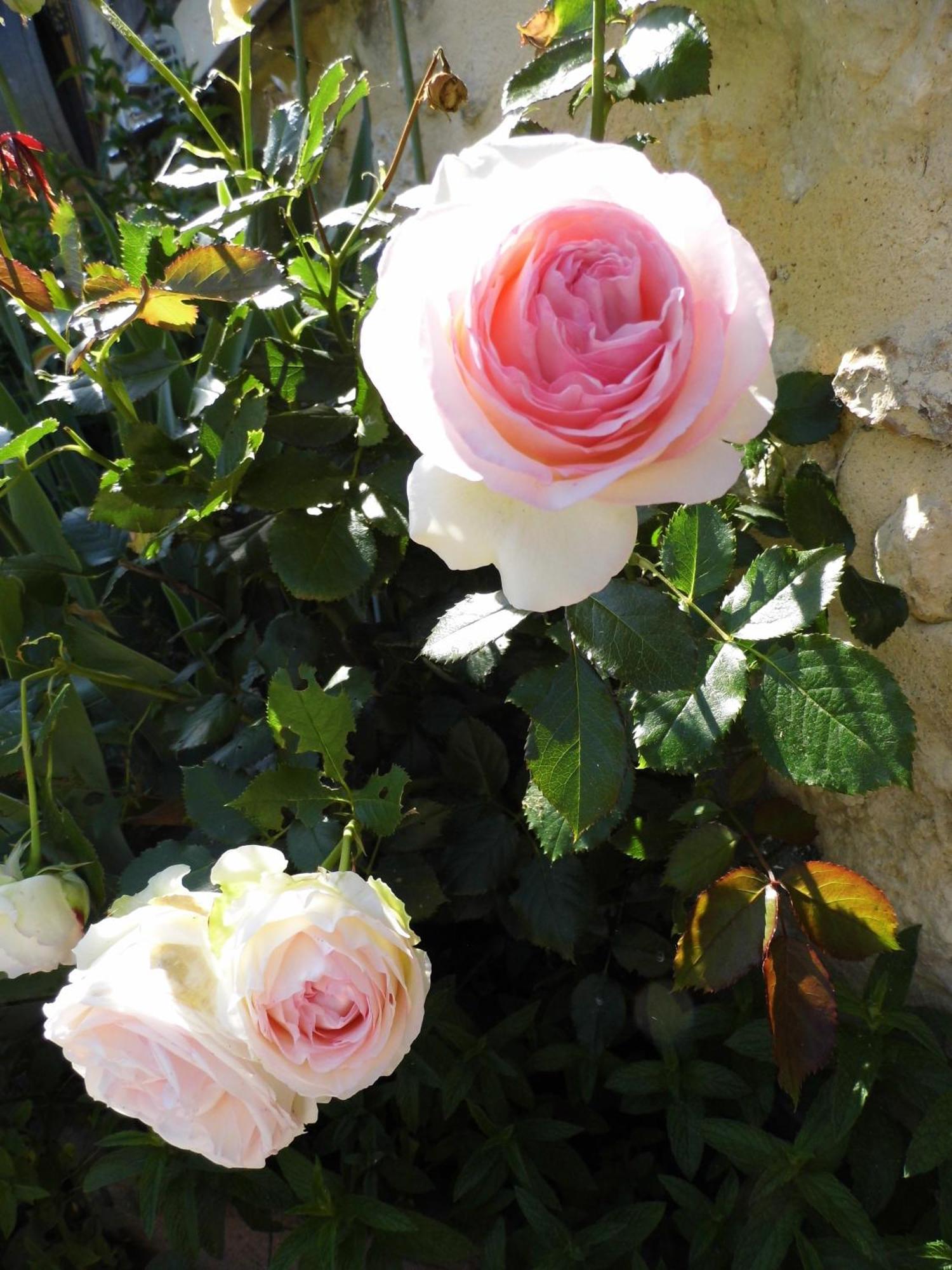 La Grange Dimiere, Pres De Tours Bed and Breakfast Saint-Genouph Εξωτερικό φωτογραφία
